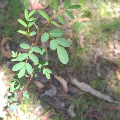 Indigofera australis subsp. australis (Australian Indigo) at Micalong Gorge - 22 Oct 2023 by Wildlifewarrior80