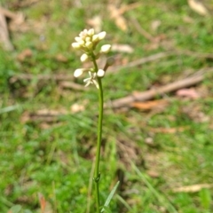 Stackhousia monogyna (Creamy Candles) at Micalong Gorge - 22 Oct 2023 by Wildlifewarrior80