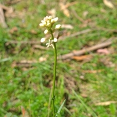 Stackhousia monogyna (Creamy Candles) at Wee Jasper, NSW - 21 Oct 2023 by brettguy80