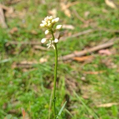 Stackhousia monogyna (Creamy Candles) at Wee Jasper, NSW - 21 Oct 2023 by brettguy80