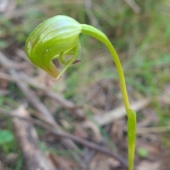 Pterostylis nutans (Nodding Greenhood) at Wee Jasper, NSW - 21 Oct 2023 by brettguy80