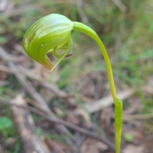 Pterostylis nutans at Wee Jasper, NSW - 22 Oct 2023