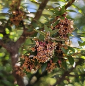 Acrotriche leucocarpa at Captains Flat, NSW - 3 Sep 2023