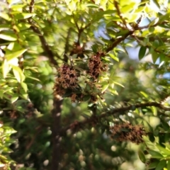 Acrotriche leucocarpa at Captains Flat, NSW - 3 Sep 2023