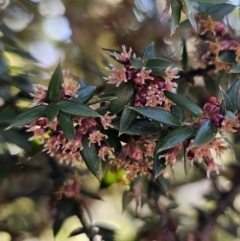 Acrotriche leucocarpa at Captains Flat, NSW - 3 Sep 2023 02:25 PM