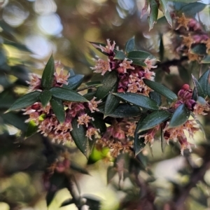 Acrotriche leucocarpa at Captains Flat, NSW - 3 Sep 2023 02:25 PM