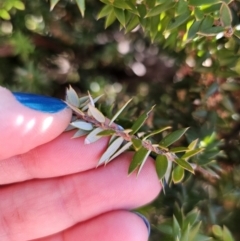 Acrotriche leucocarpa at Captains Flat, NSW - 3 Sep 2023 02:25 PM