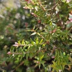 Acrotriche leucocarpa at Captains Flat, NSW - 3 Sep 2023 02:25 PM