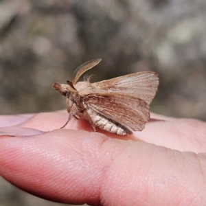 Pararguda (genus) at Captains Flat, NSW - 25 Oct 2023