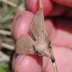 Pararguda (genus) at Captains Flat, NSW - 25 Oct 2023