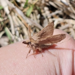 Pararguda (genus) at Captains Flat, NSW - 25 Oct 2023