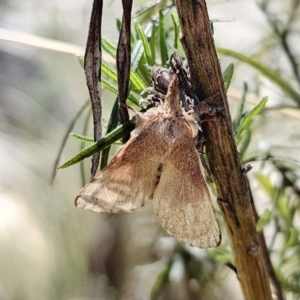 Pararguda (genus) at Captains Flat, NSW - 25 Oct 2023