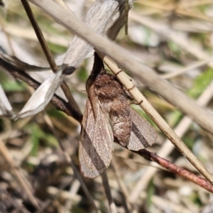 Pararguda (genus) at Captains Flat, NSW - 25 Oct 2023