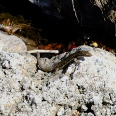 Eulamprus heatwolei (Yellow-bellied Water Skink) at Queanbeyan, NSW - 23 Oct 2023 by TrishGungahlin