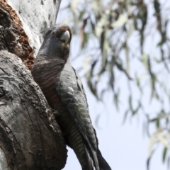 Callocephalon fimbriatum (Gang-gang Cockatoo) at Acton, ACT - 22 Oct 2023 by AlisonMilton