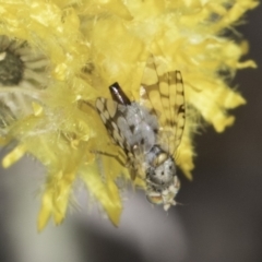 Austrotephritis sp. (genus) (Fruit fly or Seed fly) at Latham, ACT - 23 Oct 2023 by kasiaaus