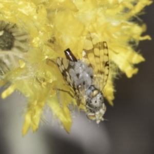 Austrotephritis sp. (genus) at Latham, ACT - 24 Oct 2023