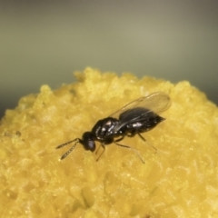 Chalcidoidea (superfamily) (A gall wasp or Chalcid wasp) at Latham, ACT - 24 Oct 2023 by kasiaaus