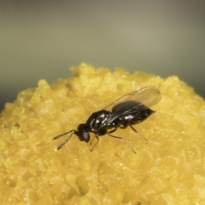 Chalcidoidea (superfamily) (A gall wasp or Chalcid wasp) at Latham, ACT - 24 Oct 2023 by kasiaaus