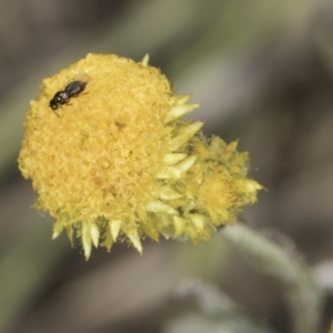 Chalcidoidea (superfamily) at Blue Devil Grassland, Umbagong Park (BDG) - 24 Oct 2023