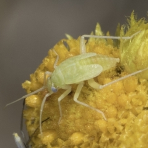 Hemiptera (order) at Blue Devil Grassland, Umbagong Park (BDG) - 24 Oct 2023 10:56 AM