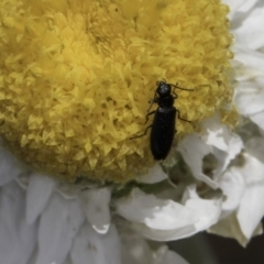 Dasytinae (subfamily) (Soft-winged flower beetle) at Latham, ACT - 23 Oct 2023 by kasiaaus