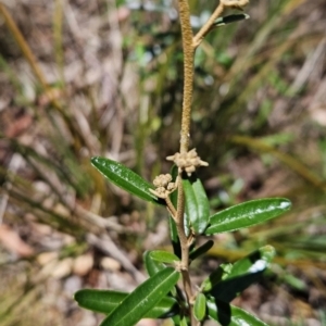 Astrotricha ledifolia at Cotter River, ACT - 25 Oct 2023