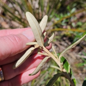 Astrotricha ledifolia at Cotter River, ACT - 25 Oct 2023 11:53 AM