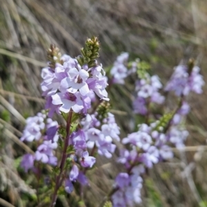 Euphrasia collina subsp. paludosa at Cotter River, ACT - 25 Oct 2023 01:11 PM