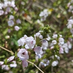 Euphrasia collina subsp. paludosa at Cotter River, ACT - 25 Oct 2023 01:11 PM