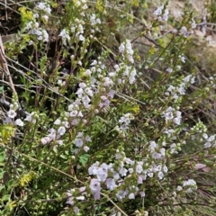 Euphrasia collina subsp. paludosa at Cotter River, ACT - 25 Oct 2023 01:11 PM