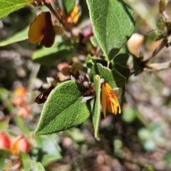 Platylobium montanum subsp. montanum (Mountain Flat Pea) at Cotter River, ACT - 25 Oct 2023 by BethanyDunne