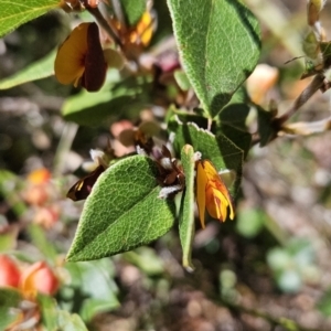 Platylobium montanum subsp. montanum at Cotter River, ACT - 25 Oct 2023