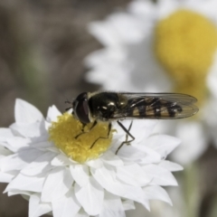Melangyna sp. (genus) (Hover Fly) at Latham, ACT - 24 Oct 2023 by kasiaaus