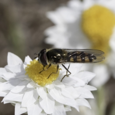 Melangyna sp. (genus) (Hover Fly) at Latham, ACT - 24 Oct 2023 by kasiaaus