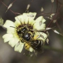 Lasioglossum (Chilalictus) sp. (genus & subgenus) (Halictid bee) at Umbagong District Park - 24 Oct 2023 by kasiaaus