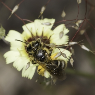 Lasioglossum (Chilalictus) sp. (genus & subgenus) (Halictid bee) at Latham, ACT - 24 Oct 2023 by kasiaaus