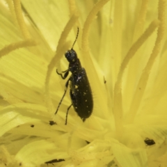 Dasytinae (subfamily) (Soft-winged flower beetle) at Umbagong District Park - 24 Oct 2023 by kasiaaus