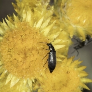 Dasytinae (subfamily) at Latham, ACT - 24 Oct 2023 11:09 AM