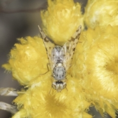 Austrotephritis sp. (genus) (Fruit fly or Seed fly) at Latham, ACT - 24 Oct 2023 by kasiaaus