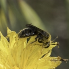 Lasioglossum (Chilalictus) lanarium (Halictid bee) at Umbagong District Park - 24 Oct 2023 by kasiaaus