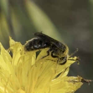 Lasioglossum (Chilalictus) lanarium at Latham, ACT - 24 Oct 2023 11:15 AM