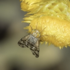 Austrotephritis sp. (genus) (Fruit fly or Seed fly) at Umbagong District Park - 24 Oct 2023 by kasiaaus