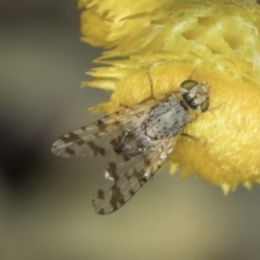 Austrotephritis sp. (genus) at Latham, ACT - 24 Oct 2023 11:18 AM