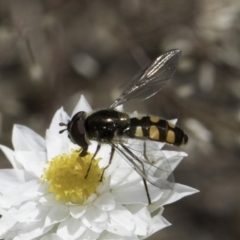 Melangyna viridiceps (Hover fly) at Latham, ACT - 24 Oct 2023 by kasiaaus