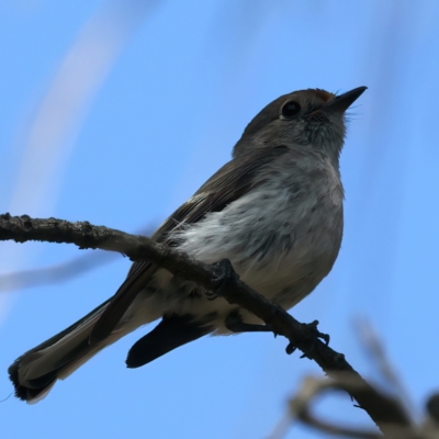 Petroica goodenovii (Red-capped Robin) at Mount Majura - 11 Oct 2023 by jb2602