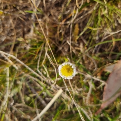 Calotis anthemoides (Chamomile Burr-daisy) at Gidleigh TSR - 25 Oct 2023 by clarehoneydove