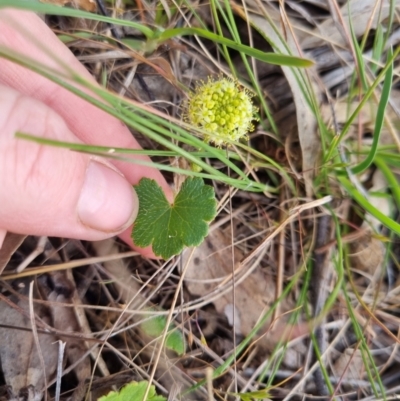 Hydrocotyle laxiflora (Stinking Pennywort) at Bungendore, NSW - 25 Oct 2023 by clarehoneydove