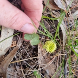 Hydrocotyle laxiflora at Bungendore, NSW - 25 Oct 2023