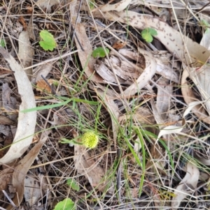 Hydrocotyle laxiflora at Bungendore, NSW - 25 Oct 2023